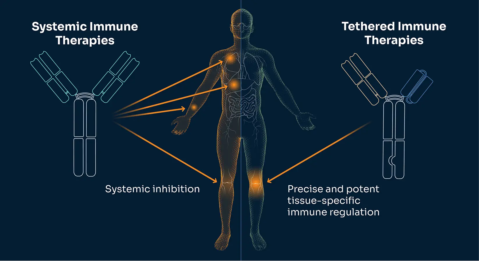 Scientific illustration depicting Third Arc Bio’s one and two molecule approach to directing T cells towards tumor cell targets, via CD3 and CD28 engagement.
