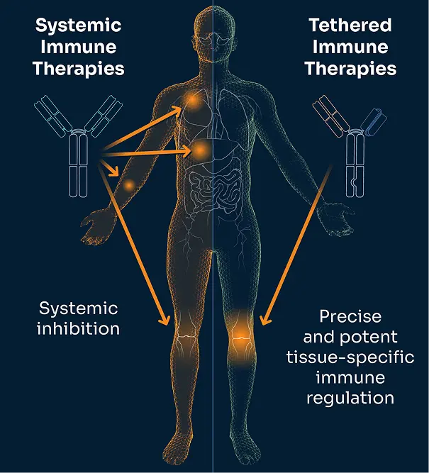 Scientific illustration depicting Third Arc Bio’s one and two molecule approach to directing T cells towards tumor cell targets, via CD3 and CD28 engagement.